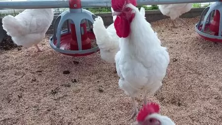 Újra itt a madárinfluenza – sosem szabadulunk meg tőle?