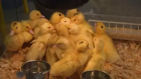 Újra elérhető az egyes állatbetegségek megelőzésére és leküzdésére szolgáló támogatás