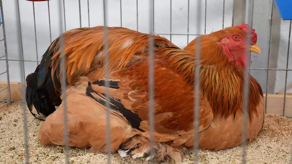 Megérkeztek az gazdákhoz az állatjóléti támogatások