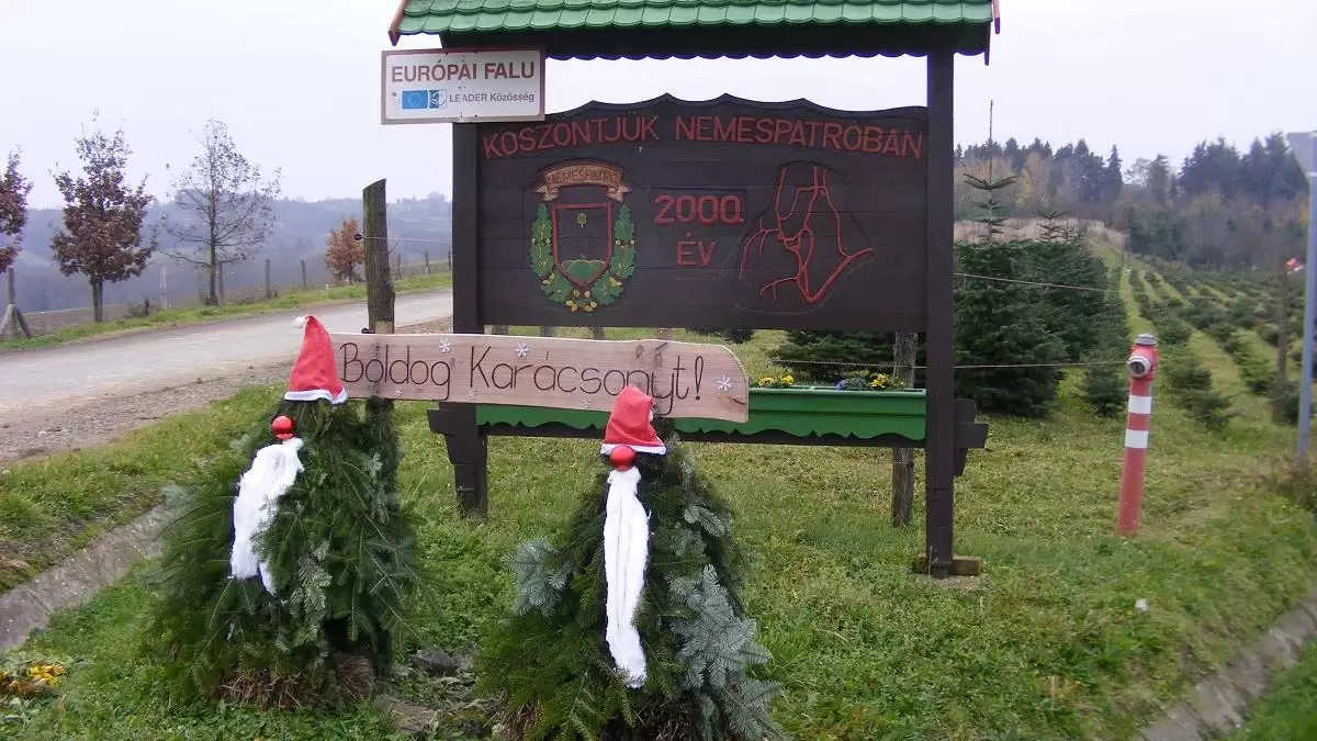 Apáról fiúra száll a karácsonyfa-termelés hagyománya