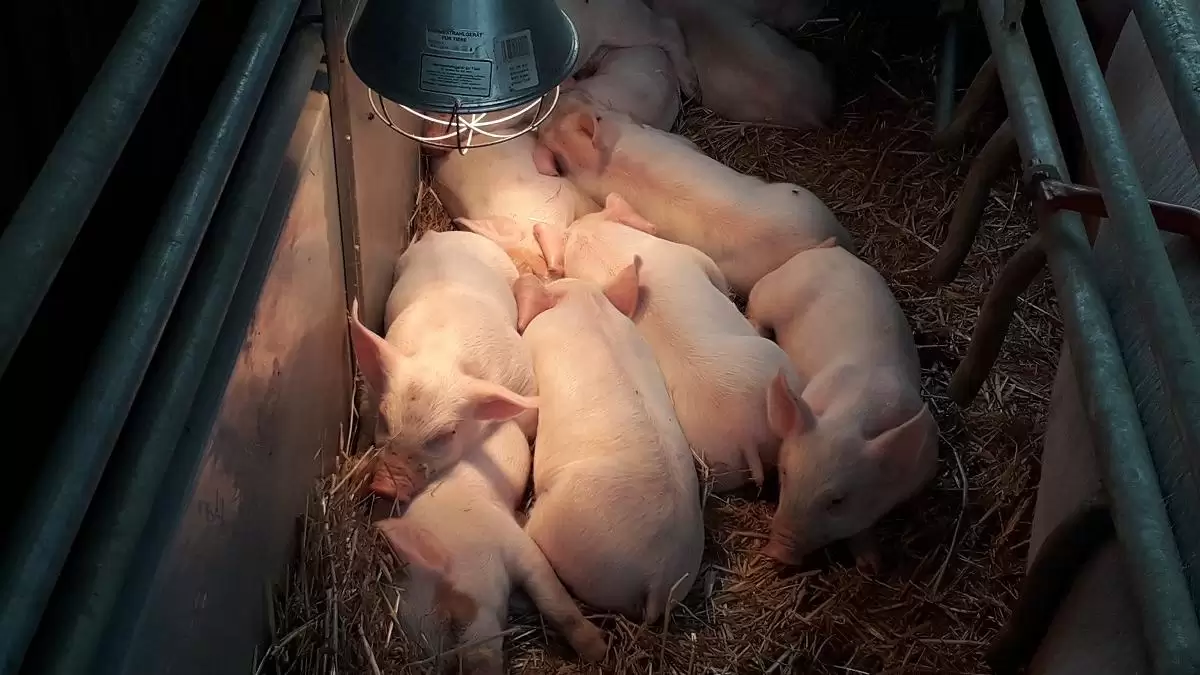 Fontos az állatjólét, de ki fizeti meg az árát?