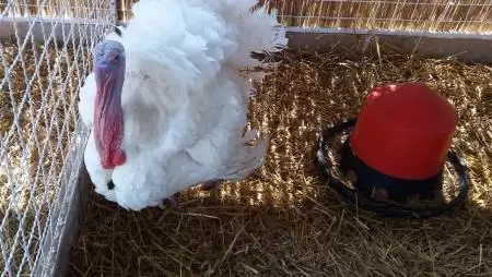 Terjed a madárinfluenza