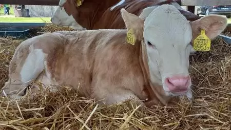 Tájékoztató a szarvasmarha-, juh- és kecsketartók egyes feladatairól a jövő évi egységes támogatási kérelem beadásához kapcsolódóan