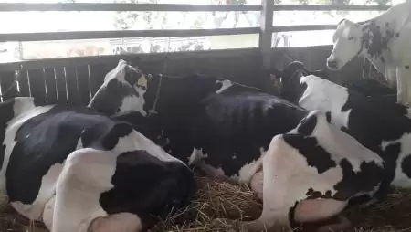 Több jogcímen történik kifizetés a héten az állattartók számára  