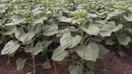Unikális agrárdiplomáciai képzés indul a MATE-n