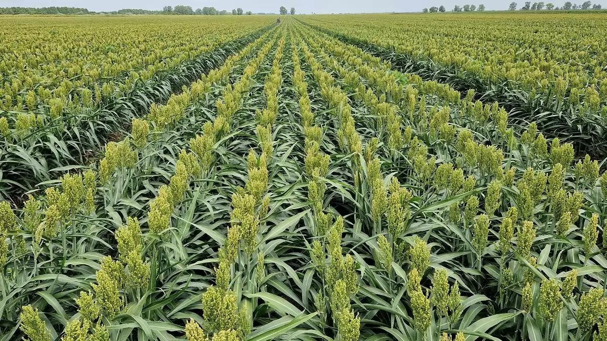 Cirok vagy kukorica? 2022 nagy kérdése megosztja a szakembereket