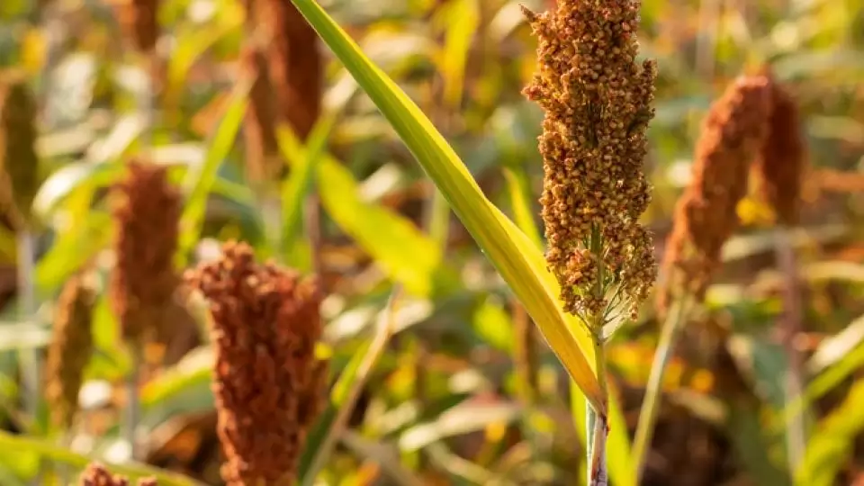 A ciroktermesztés technológiájának vizsgálata 