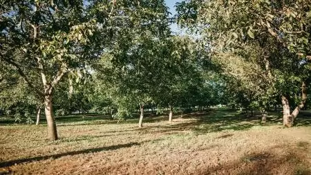 Kerül-e dió az ünnepi asztalra?