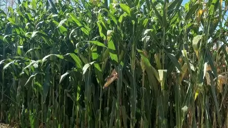 A siló- és szemeskukorica-termesztés vizsgálata 