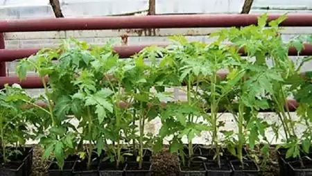 Talajoltó baktériumkészítmények szerepe a tápanyag-utánpótlásban