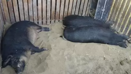 Újra kiírták az állategészségügyi pályázatot