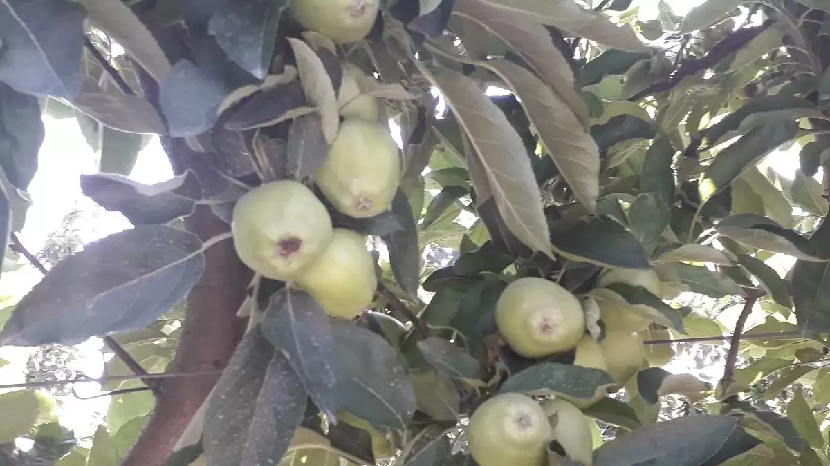 Hideg és hó nélkül megint baj lesz