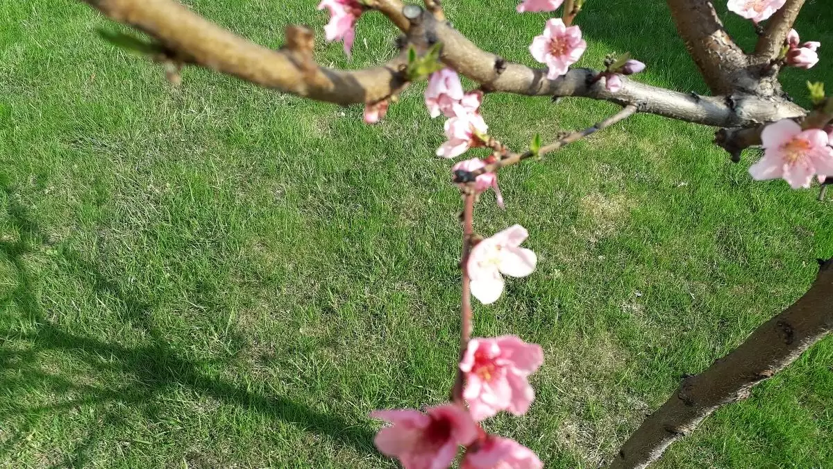 Ha marad az enyhe idő, nagy baj lehet