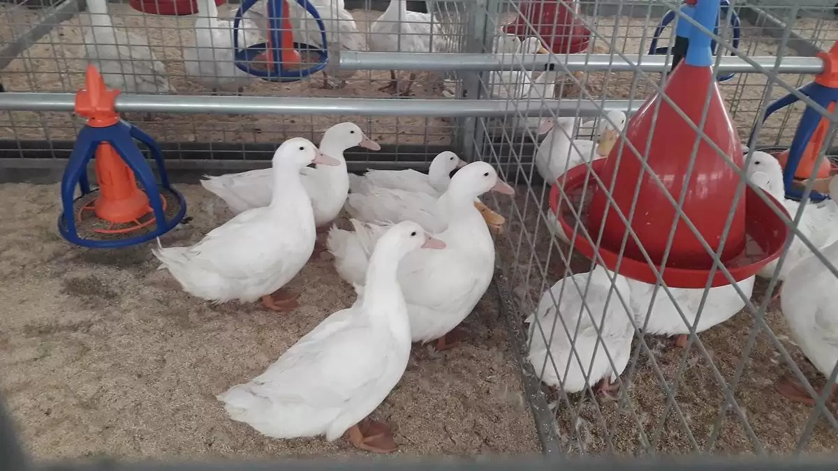 Megállíthatatlanul terjed a madárinfluenza