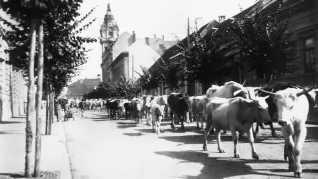 Taxi gázolta el a kóbor bikát