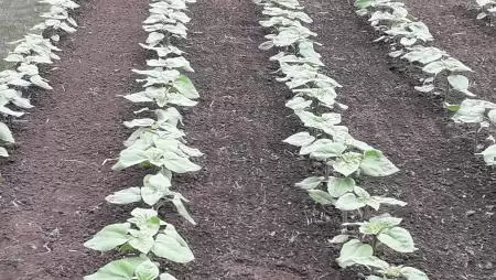 Ötezer euró, öt évre – újabb pályázati lehetőség!