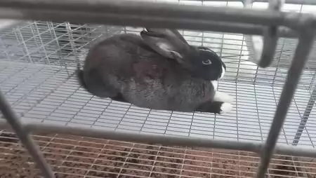 Dráguló költségek, bezáró telepek – Bajban vannak a nyúltenyésztők is