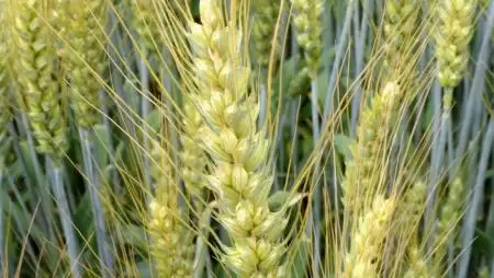 Nehéz szezonban tesztelték az öko  búzákat