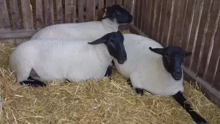 Takarmánygyártók: az állattartók felelős partnerei