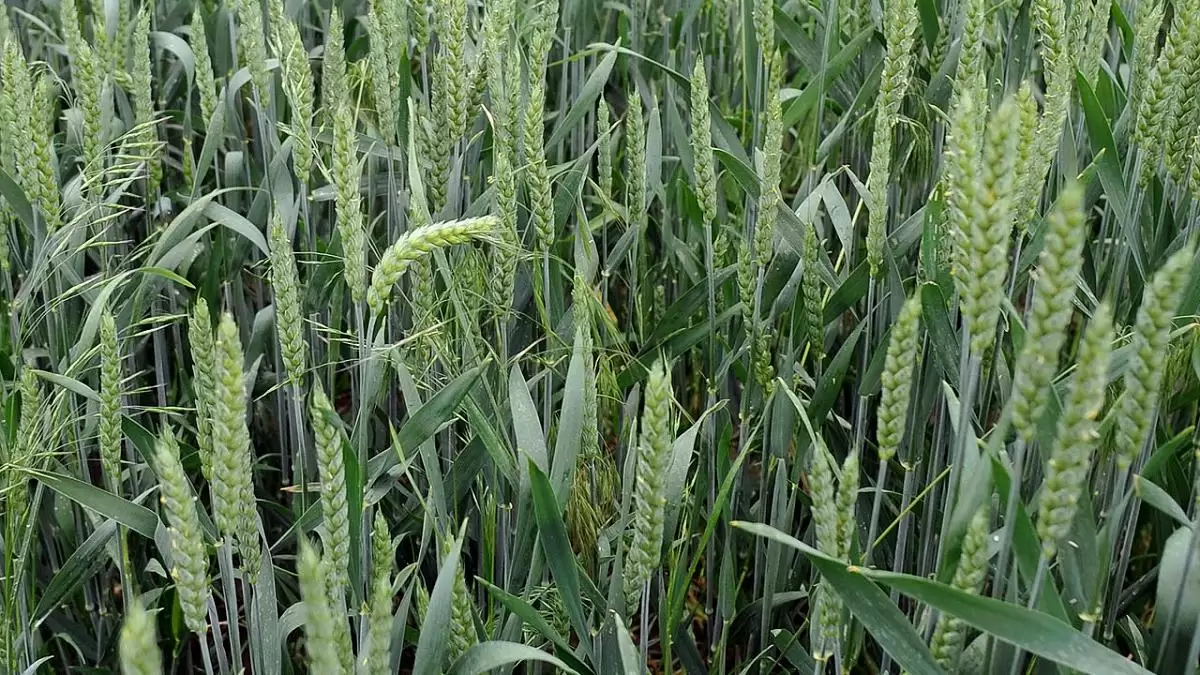 Veszélyben 3 millió hektár szántóföld hasznosítása, teljes kiszolgáltatottságban a termelők