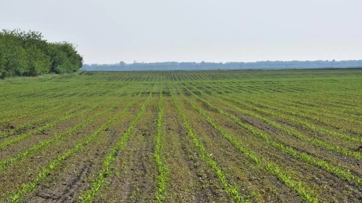 Olcsóbb lesz a műtrágya tavaszra?