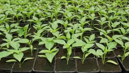 Zöldségnövény palántanevelési tanfolyamot hirdet a MATE