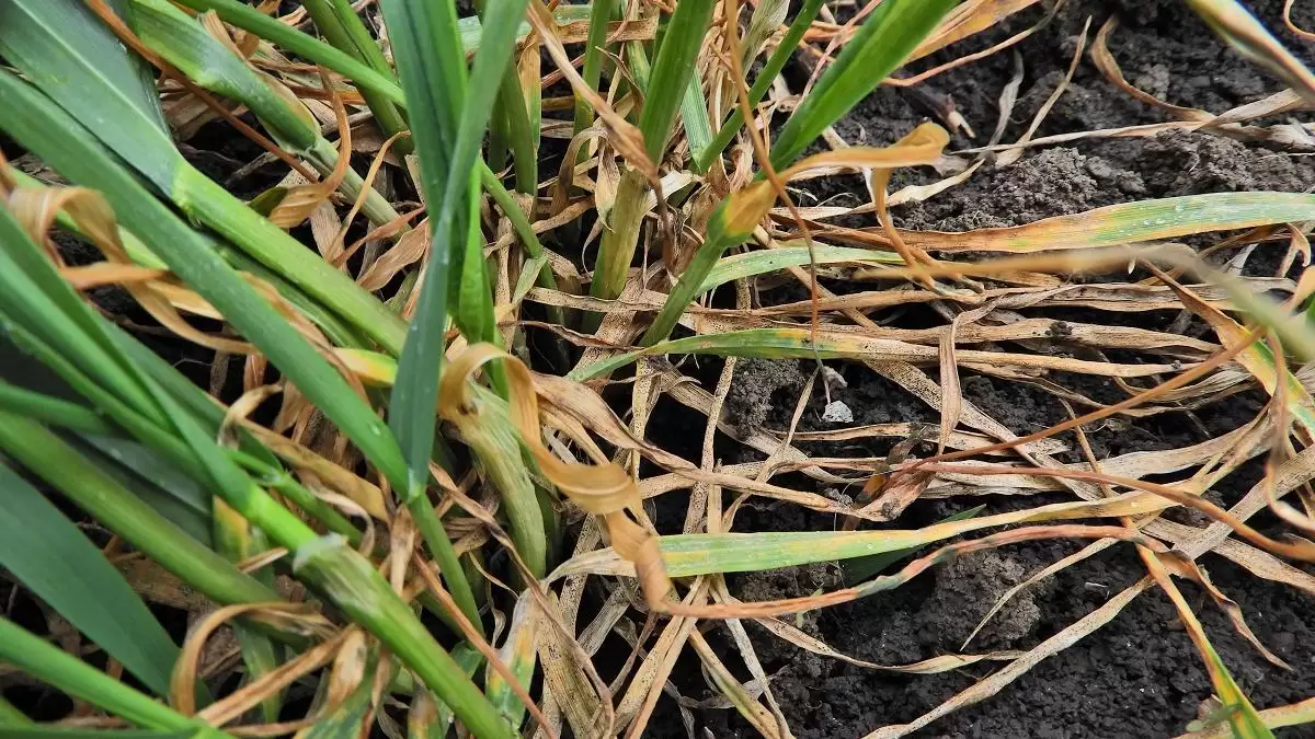Korai gombabetegségek őszi kalászosokban 