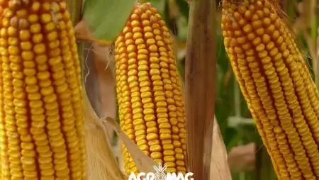 Az öt legjobb ok, amiért érdemes a Rodonia kukoricát választani