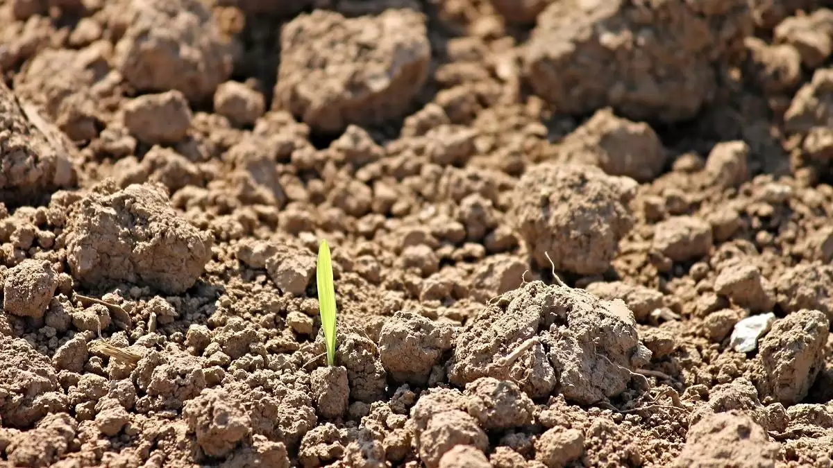  A szárazság az igazi probléma, nem a kevesebb műtrágya