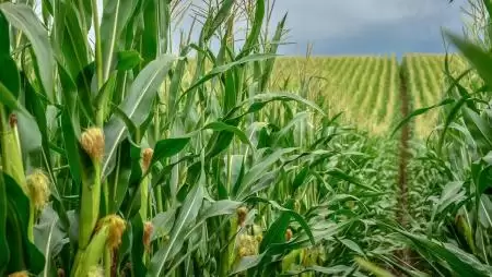 A Corteva Agriscience lezárja a Symborg és a Stoller felvásárlását