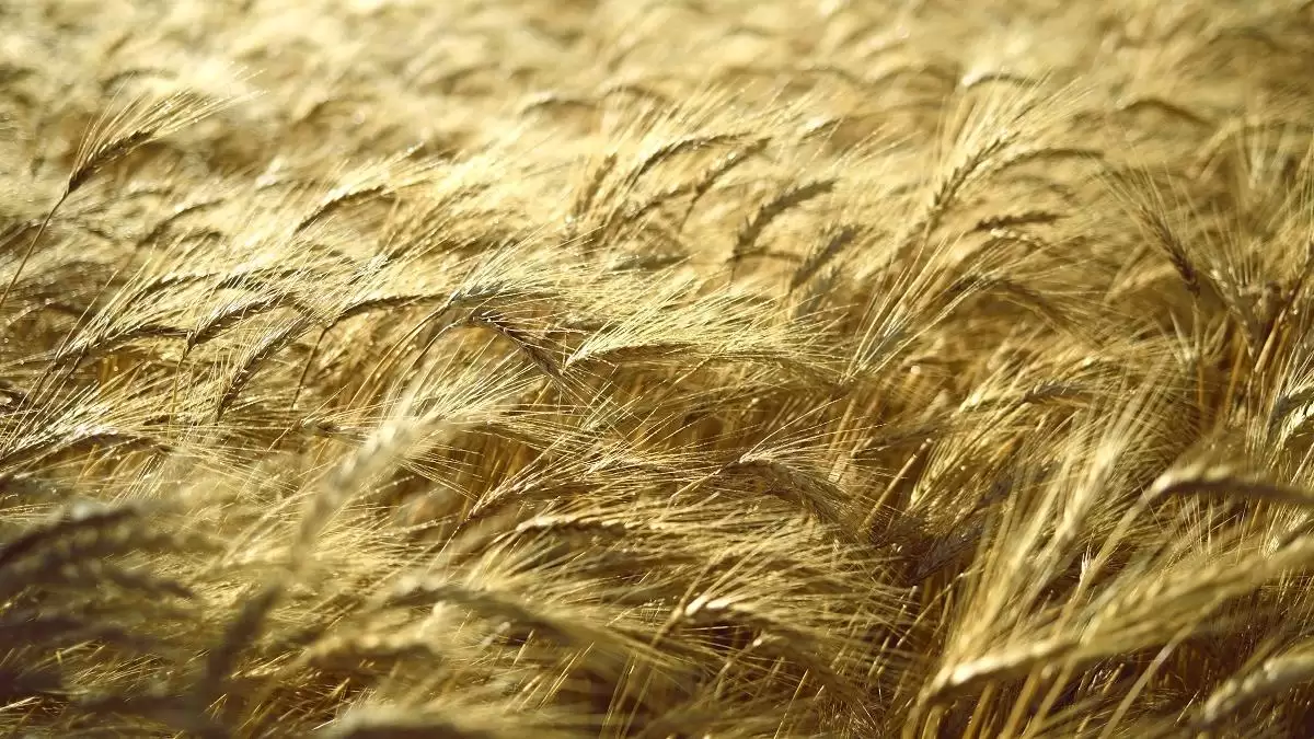 A kalászfuzáriózis megelőzése segíti az élelmiszerbiztonság javítását 