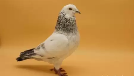 Egyedülálló eljárás a házi galambok kutatásában