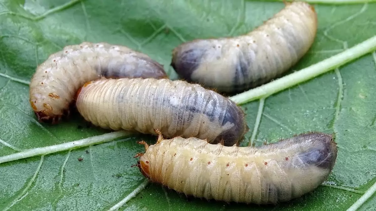 Máshol se örülnek a rovarkajának