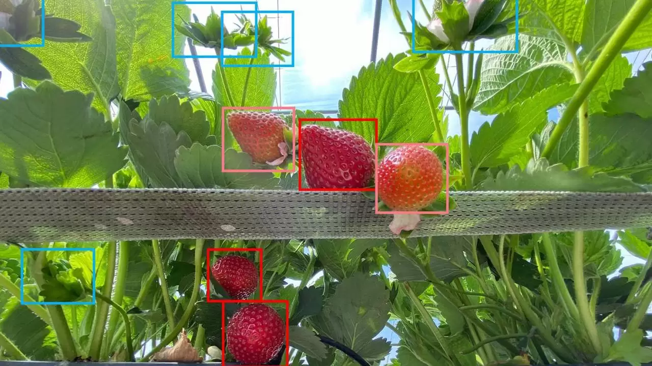 4 eper percenként: a szedőrobotok még lassúak, de éjjel-nappal fáradhatatlanul dolgoznak 