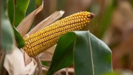 Indul az Agrárminisztérium új agrártámogatási honlapja