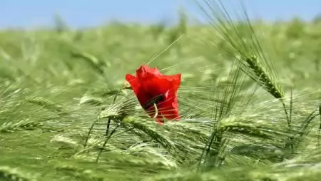Kevesebb műtrágya fogyott, viszont nőtt az árbevétel 