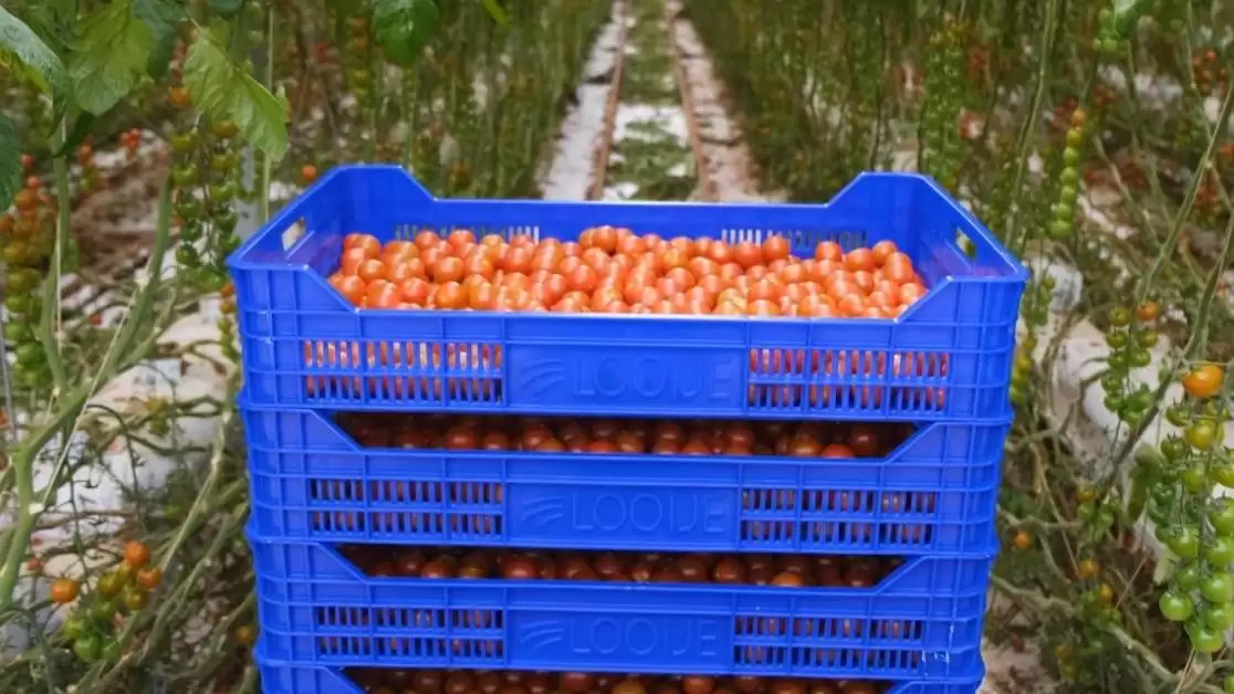 27 kiló paradicsom egy négyzetméterről: kész a világ egyik legnagyobb üvegháza