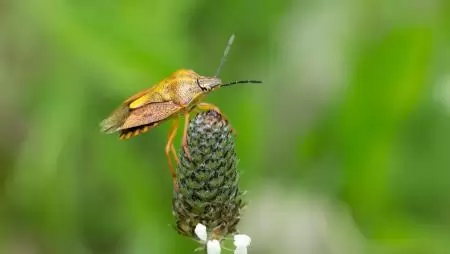 Itt a megoldás a poloskainvázióra – és magyar!