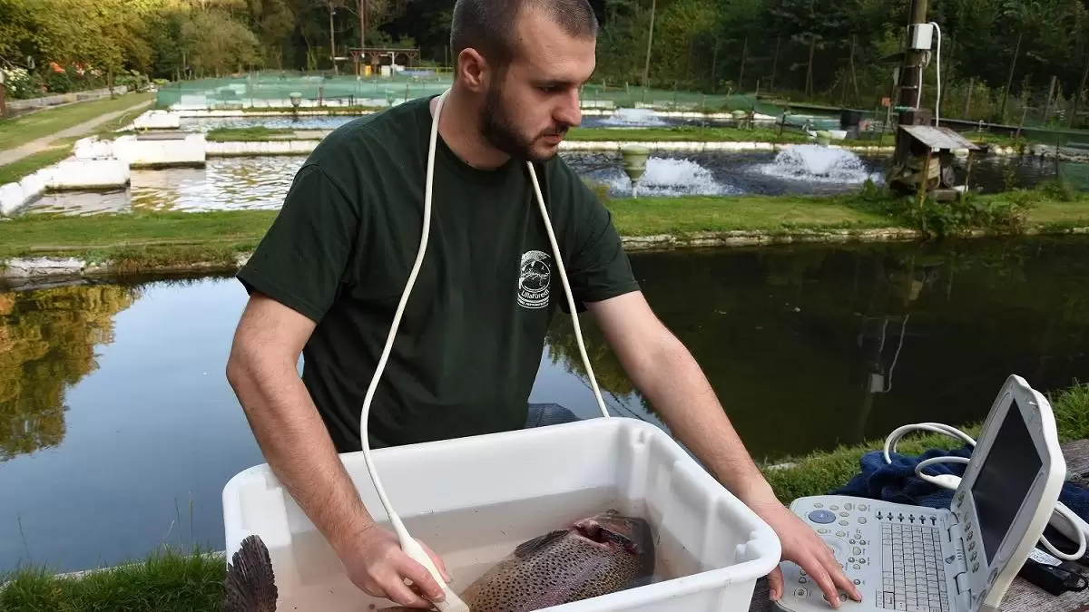 Pisztrángoknál is szükséges a daganatok szűrése