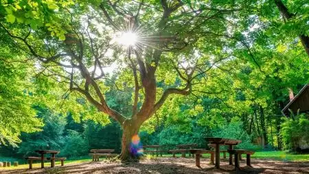 A Pilisi Parkerdő városierdő-fejlesztési programmal segíti Budapestet