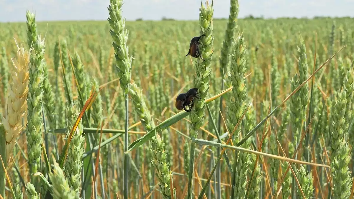Visszatekintés – A kalászos gabonák termesztésének kihívásai 2022-ben