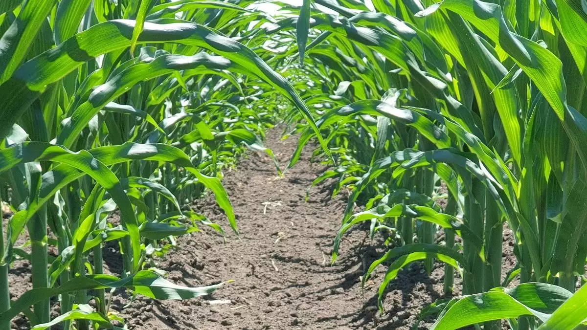 Eltérő időjárási körülmények között is jól működő kukorica gyomirtók 