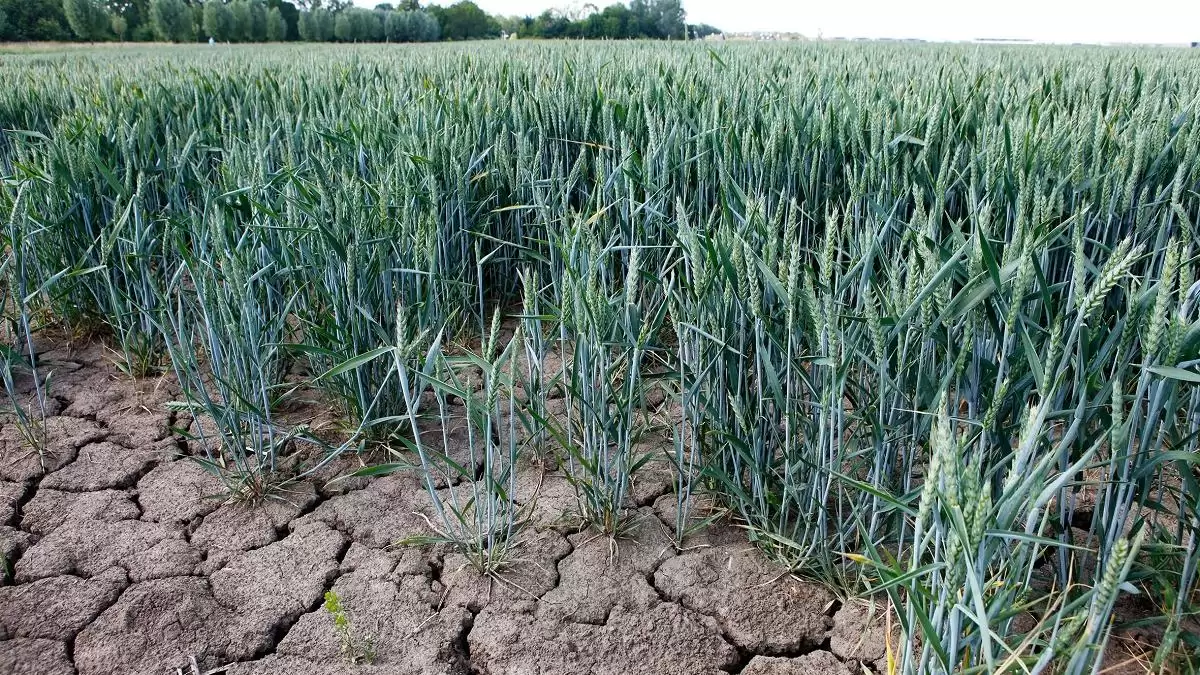 Vidd el most, fizess később! –    Vulcan Hibrid 40 és Vulcan Hibrid 60 univerzális lombtrágyák 