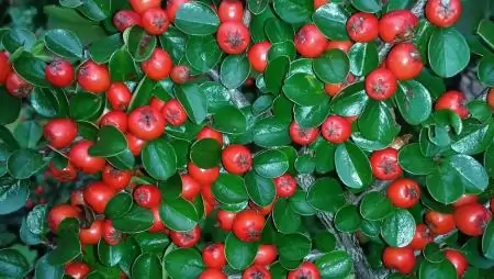 Megvan a cserje, amely a leghatékonyabban szűri meg a kipufogógázokat