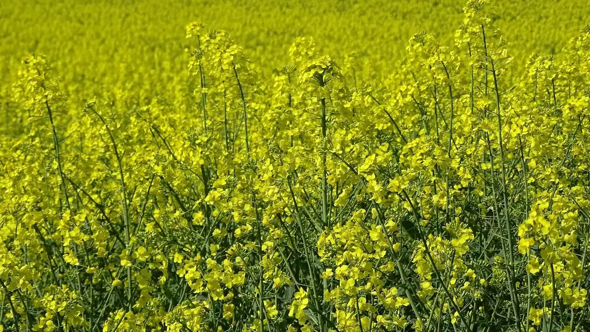 Natural Force – a méhkímélő biostimulátor