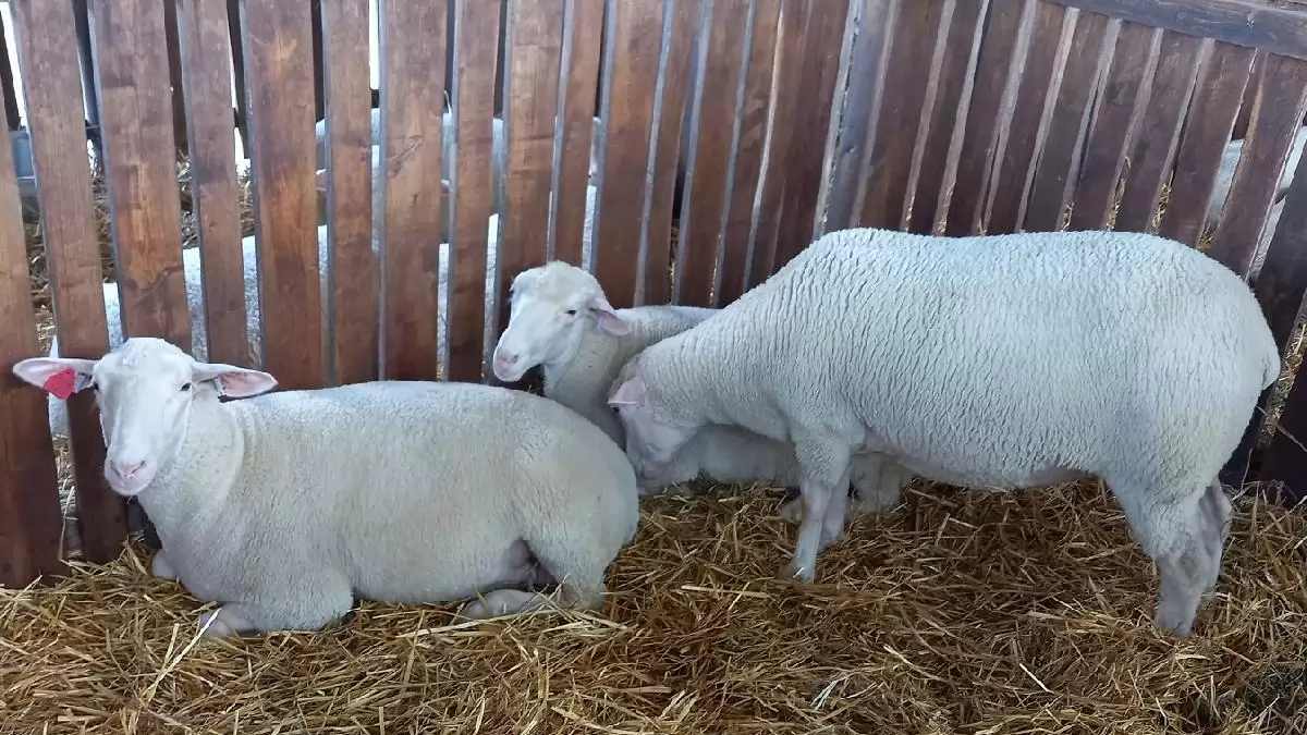 EuroSheep - a juhágazat fejlesztéséért