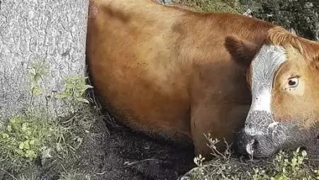 Bajor vadnyugat: hegyimentők, lasszós üldözés két szarvasmarha miatt