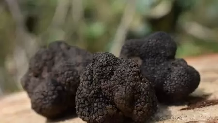 Szarvasgomba termelésben Spanyolország élen jár 