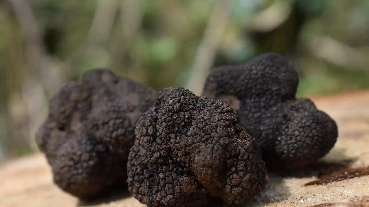 Szarvasgomba termelésben Spanyolország élen jár 