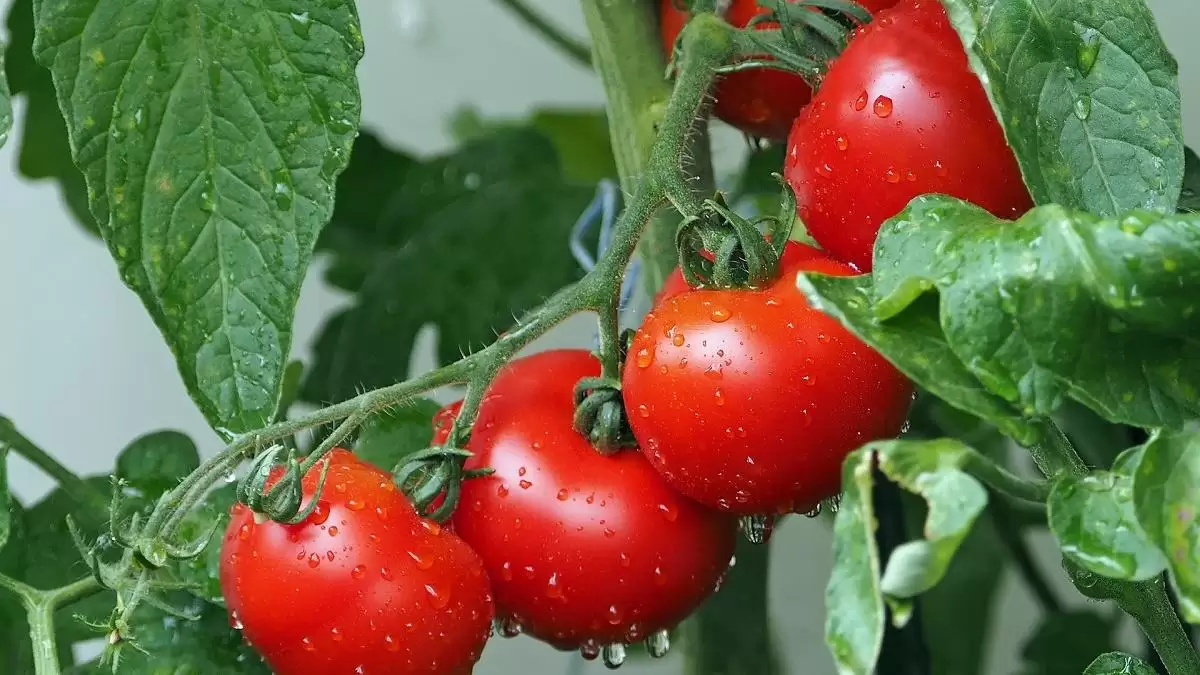 Őrizzük meg együtt a Föld sokszínűségét! 